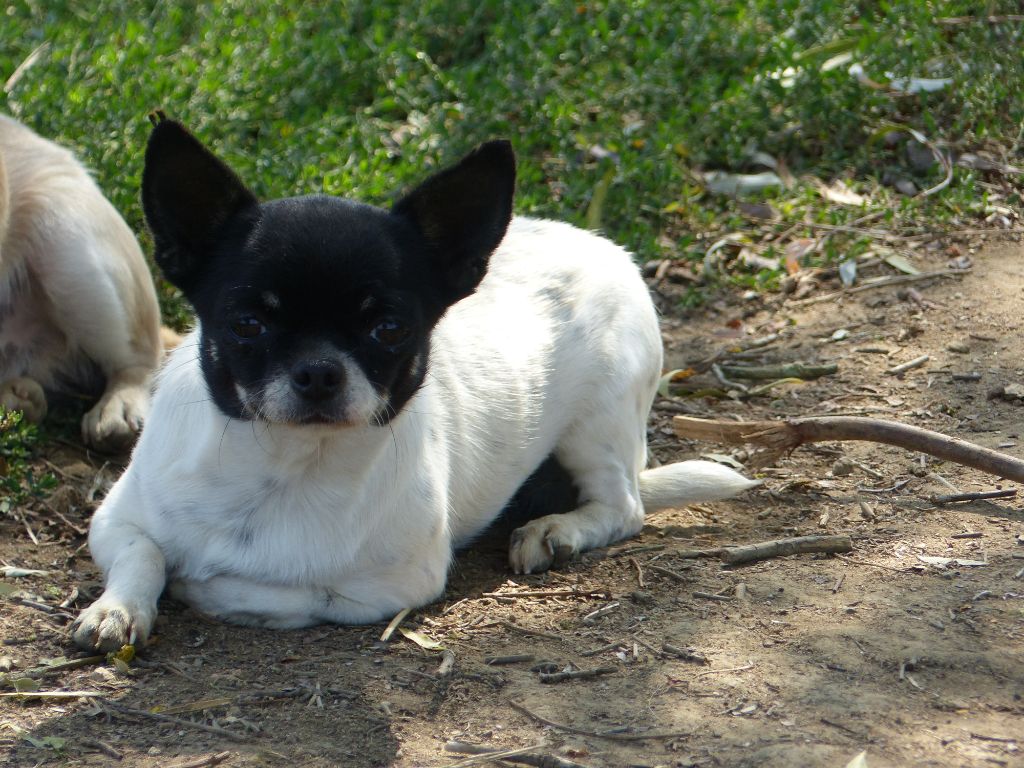 Les Chihuahua de l'affixe des Terres des Forges