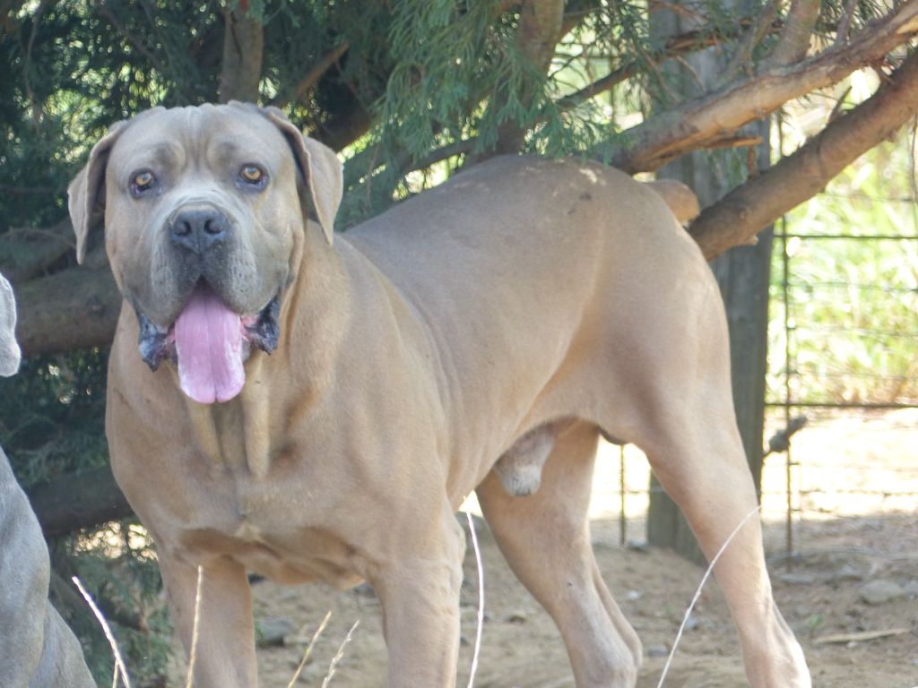 Les Cane Corso de l'affixe des Terres des Forges