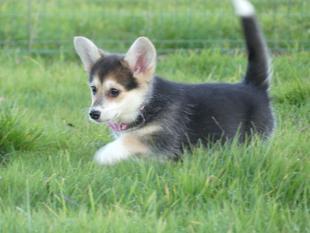 chiot Welsh Corgi Pembroke des Terres des Forges