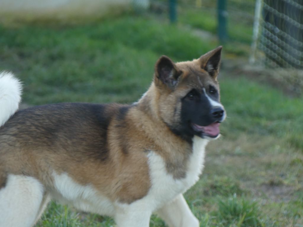 des Terres des Forges - Chiot disponible  - Akita americain