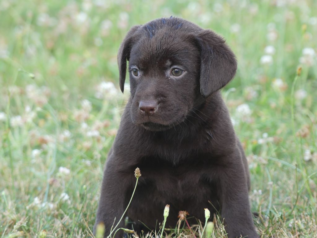 des Terres des Forges - Chiot disponible  - Labrador Retriever