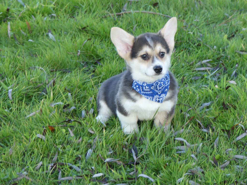 des Terres des Forges - Chiot disponible  - Welsh Corgi Pembroke