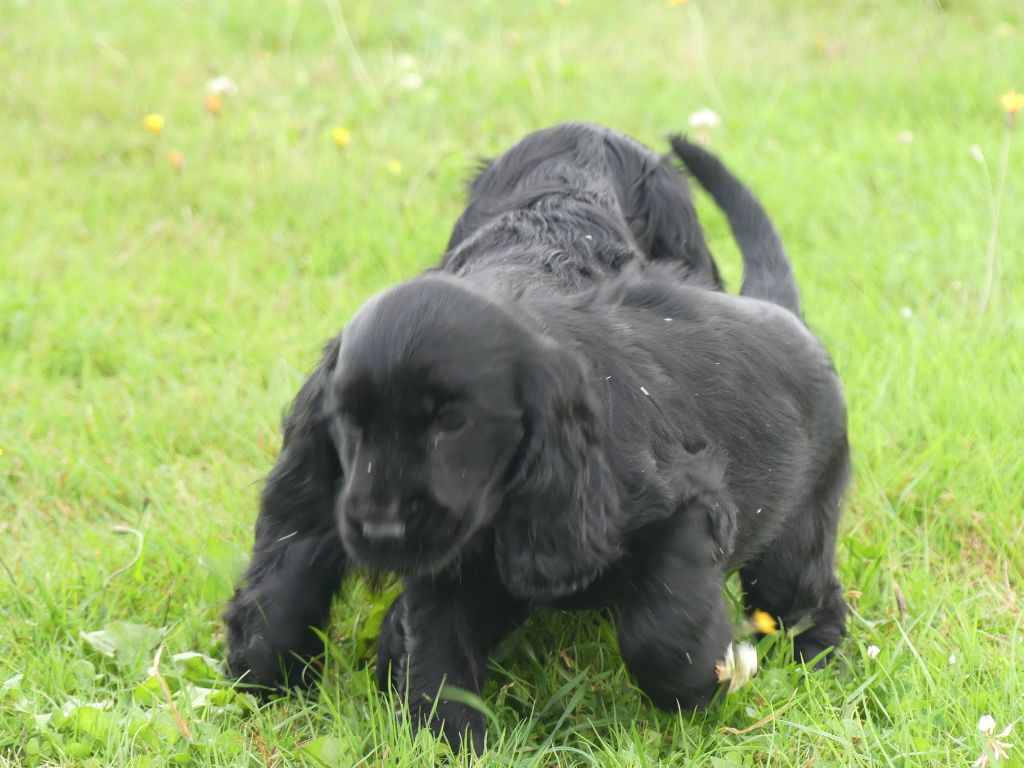 chiot Cocker Spaniel Anglais des Terres des Forges