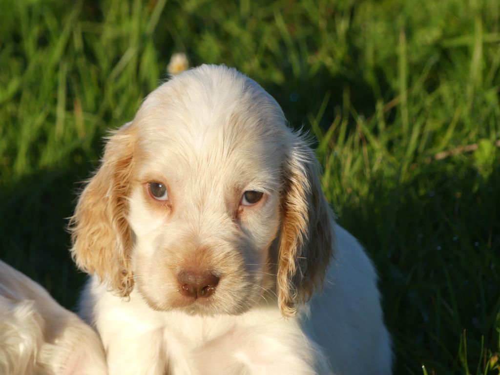 des Terres des Forges - Chiot disponible  - Cocker Spaniel Anglais