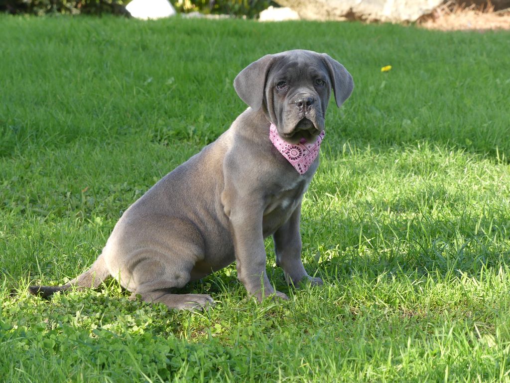 des Terres des Forges - Chiot disponible  - Cane Corso