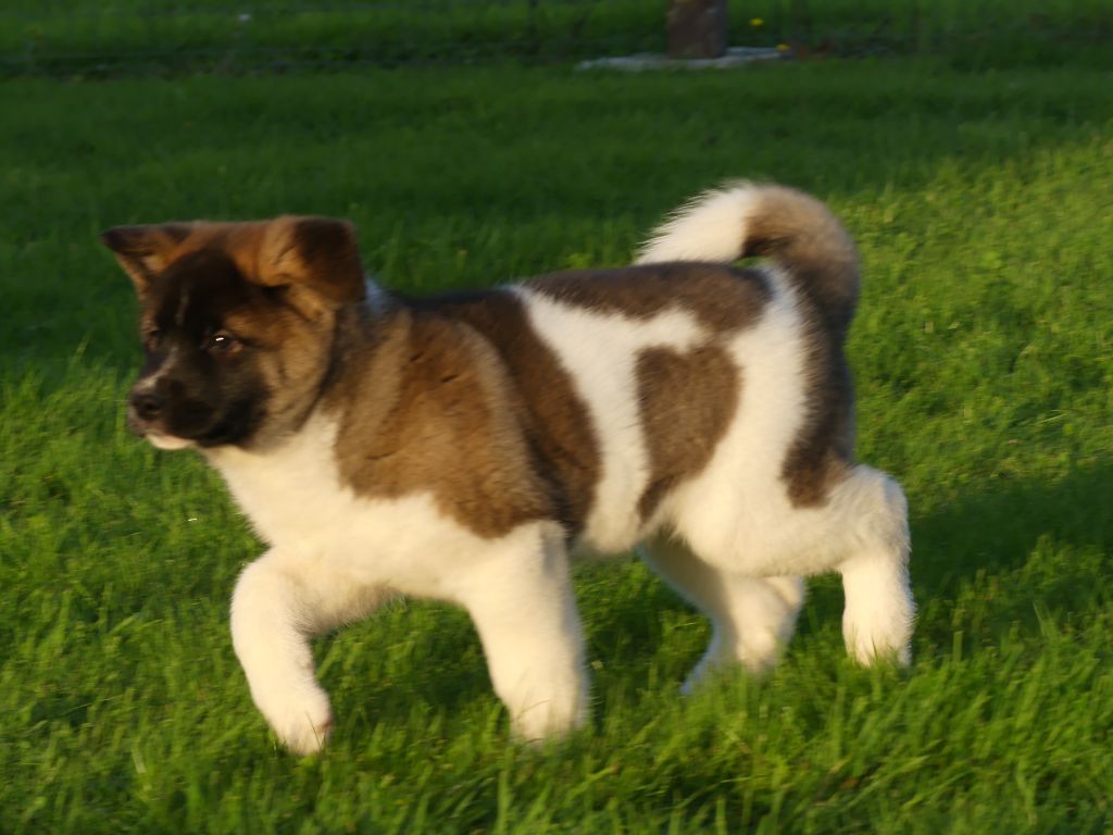 chiot Akita americain des Terres des Forges