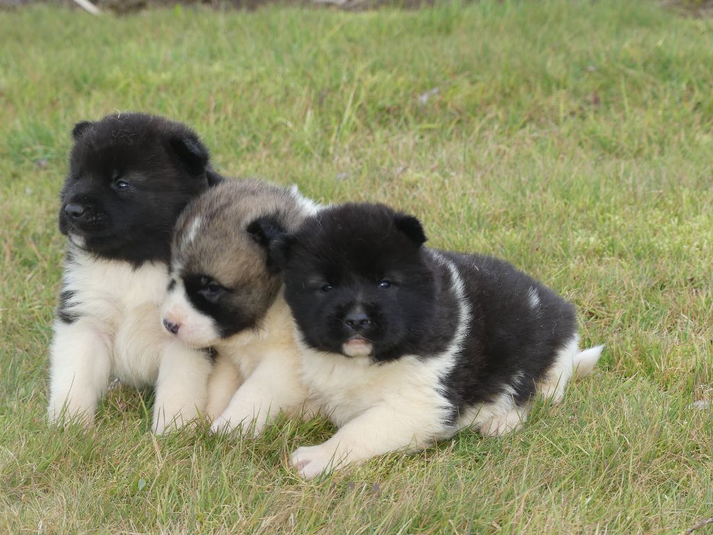 chiot Akita americain des Terres des Forges