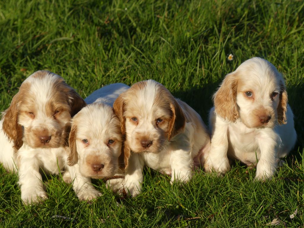 chiot Cocker Spaniel Anglais des Terres des Forges