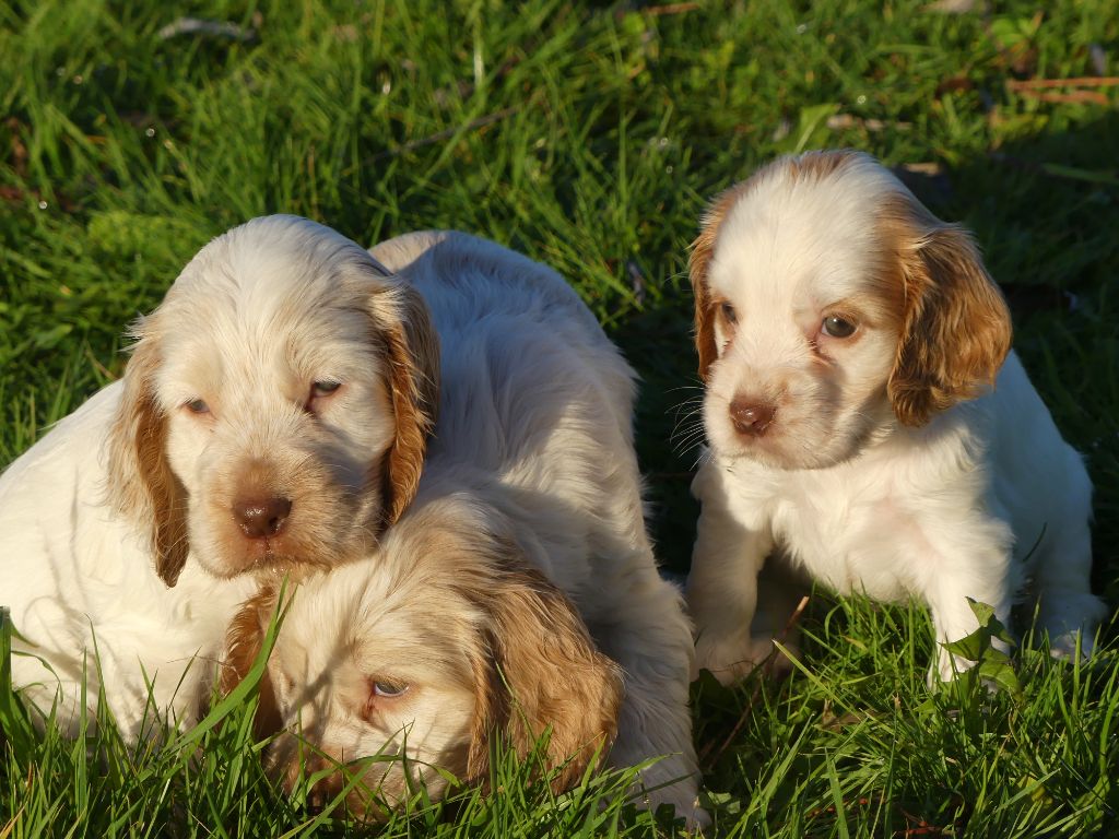 des Terres des Forges - Chiot disponible  - Cocker Spaniel Anglais