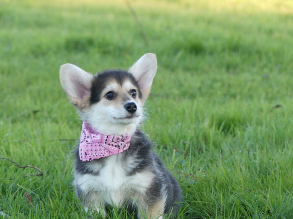 des Terres des Forges - Chiot disponible  - Welsh Corgi Pembroke