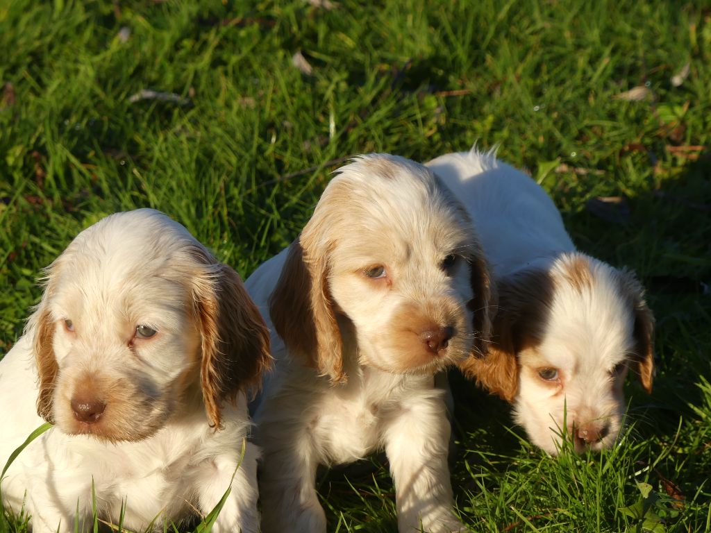 des Terres des Forges - Chiot disponible  - Cocker Spaniel Anglais