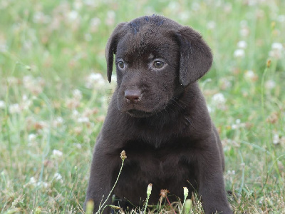 des Terres des Forges - Labrador Retriever - Portée née le 30/09/2024