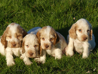 des Terres des Forges - Cocker Spaniel Anglais - Portée née le 23/10/2024