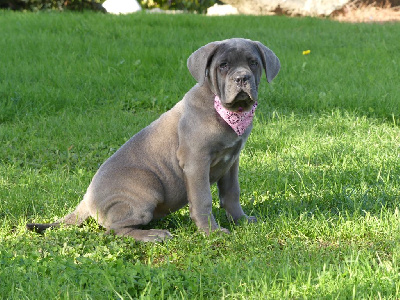 des Terres des Forges - Cane Corso - Portée née le 26/08/2024