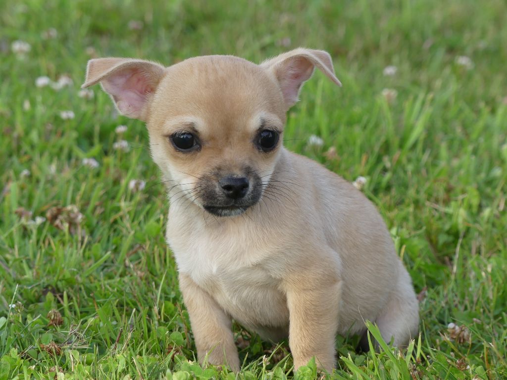 des Terres des Forges - Chiot disponible  - Chihuahua