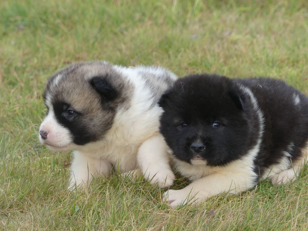 des Terres des Forges - Chiot disponible  - Akita americain