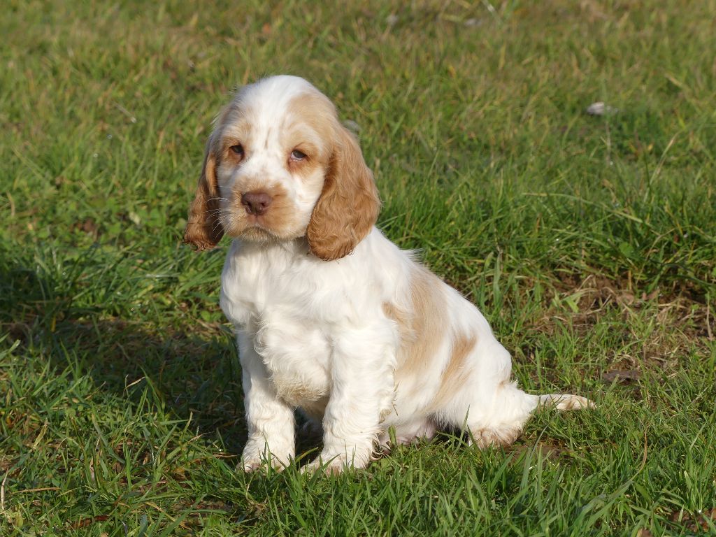 chiot Cocker Spaniel Anglais des Terres des Forges