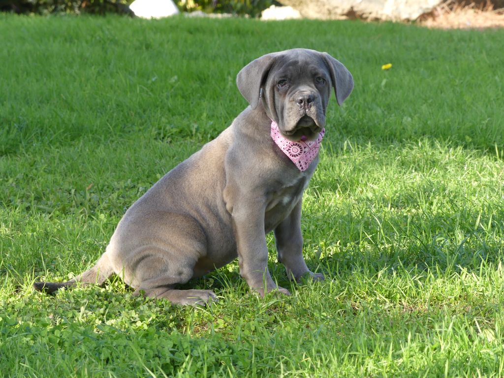 chiot Cane Corso des Terres des Forges