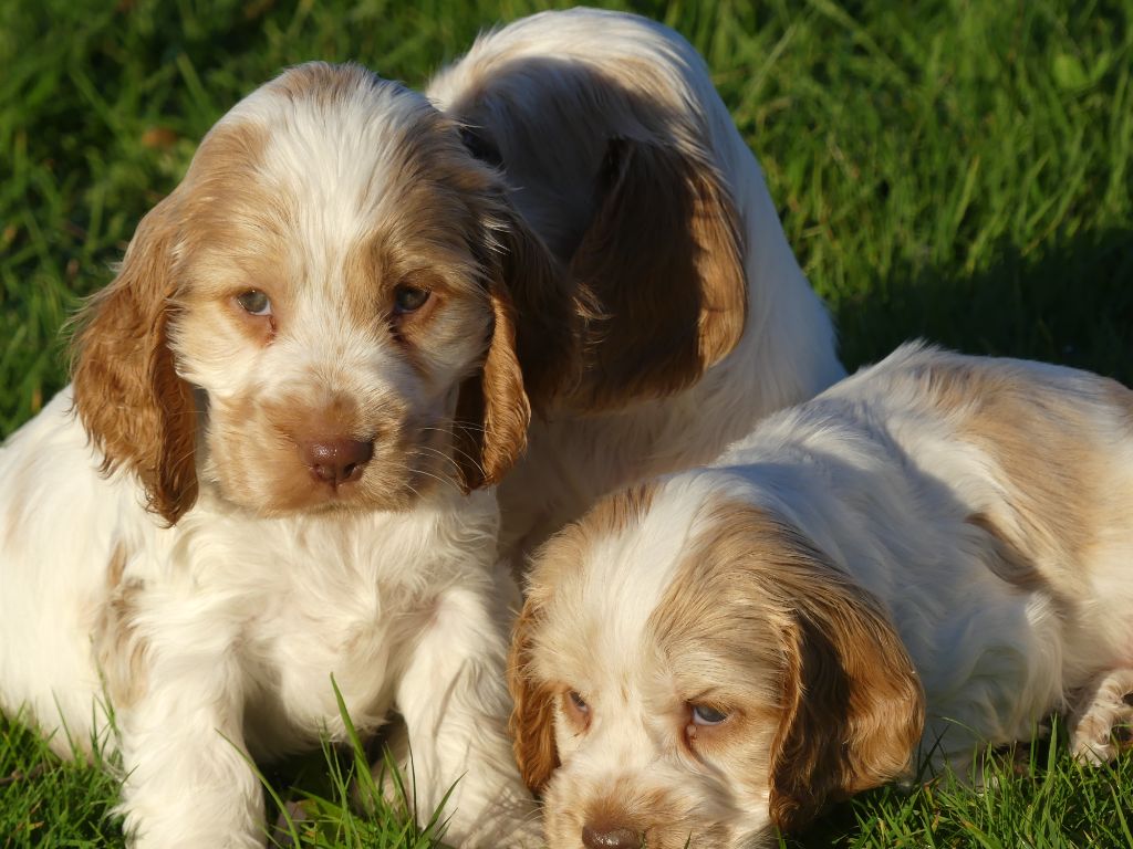 des Terres des Forges - Chiot disponible  - Cocker Spaniel Anglais