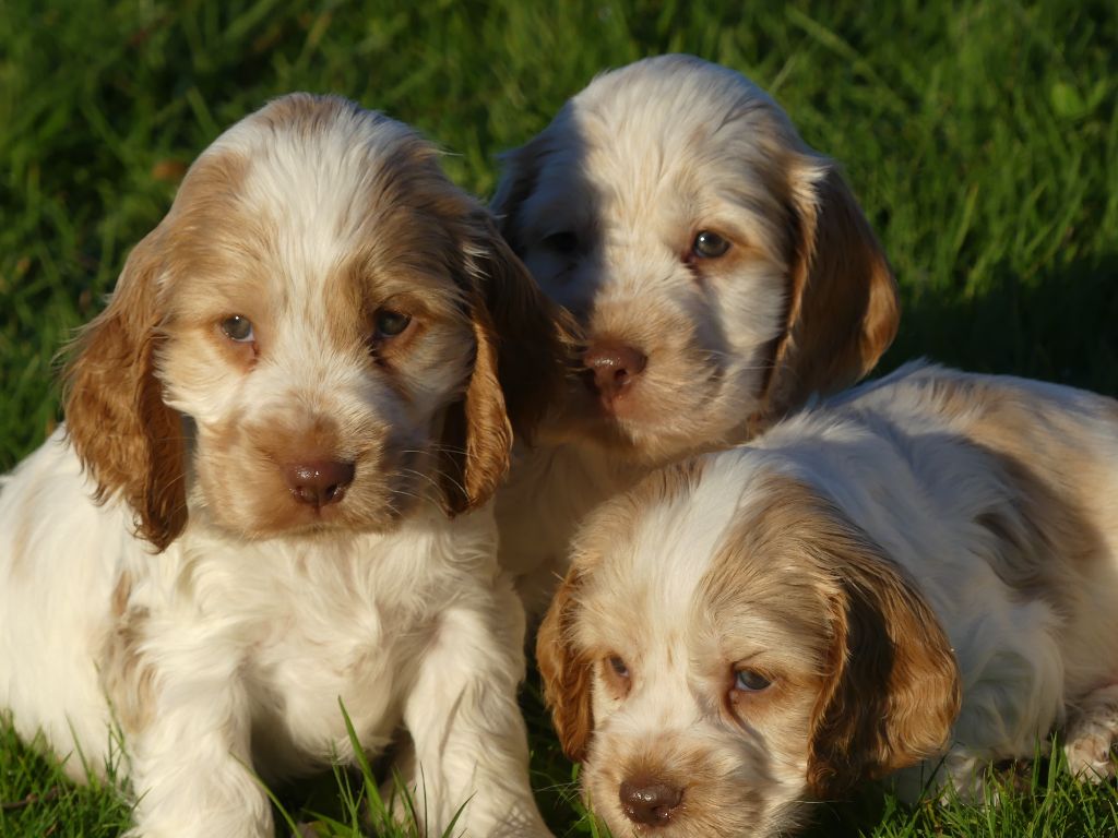 des Terres des Forges - Chiot disponible  - Cocker Spaniel Anglais