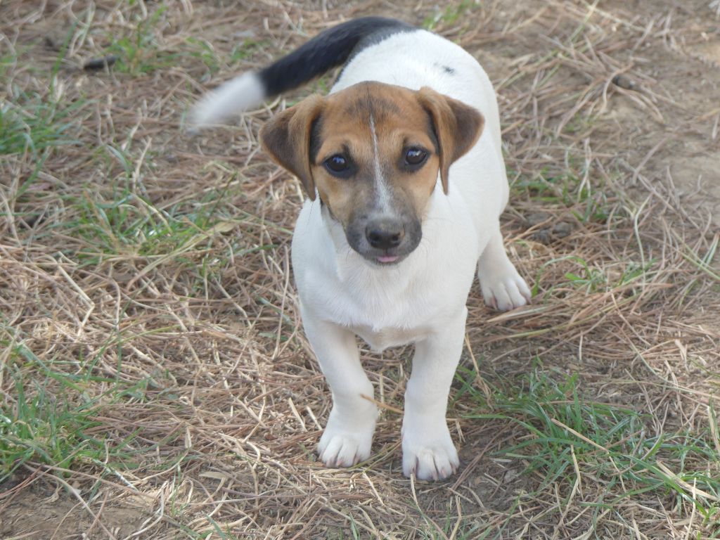 des Terres des Forges - Chiot disponible  - Jack Russell Terrier