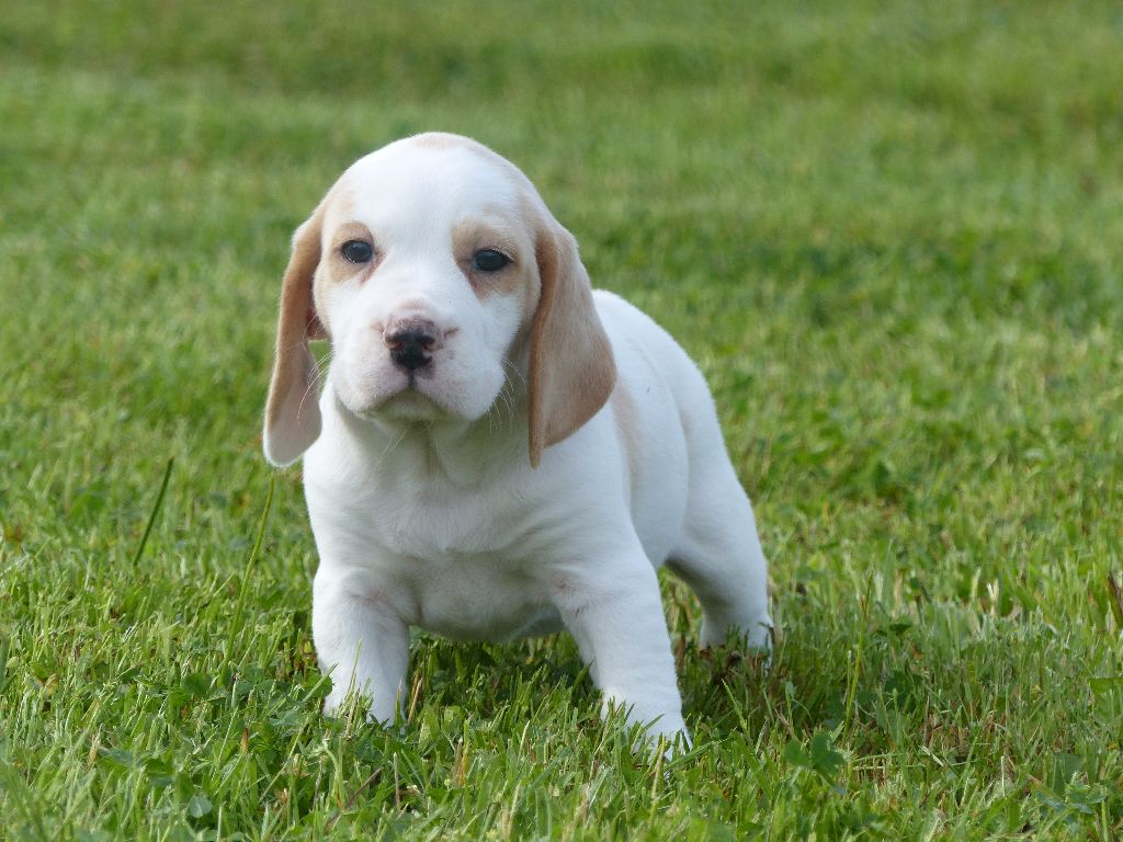 Niagara des Terres des Forges