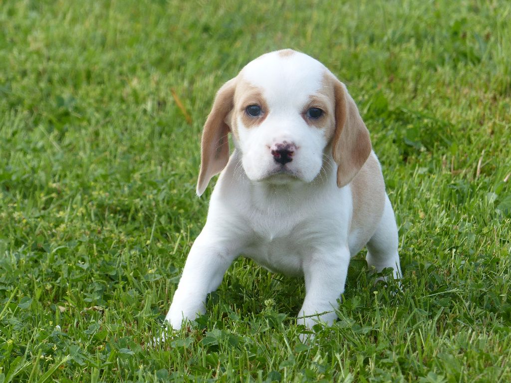 Narnia des Terres des Forges