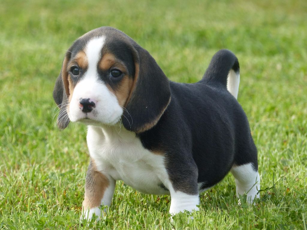 Nemeth des Terres des Forges