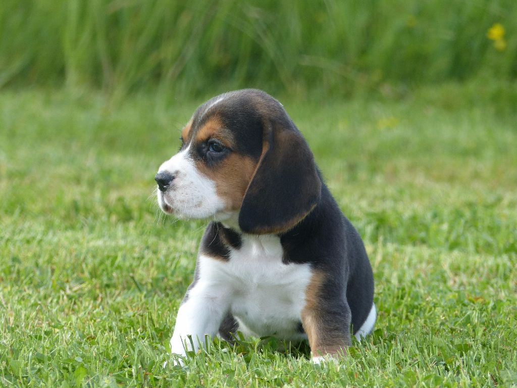 Neptune des Terres des Forges