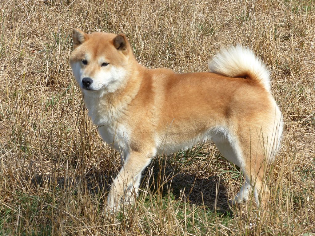 Mino des shibas et nous