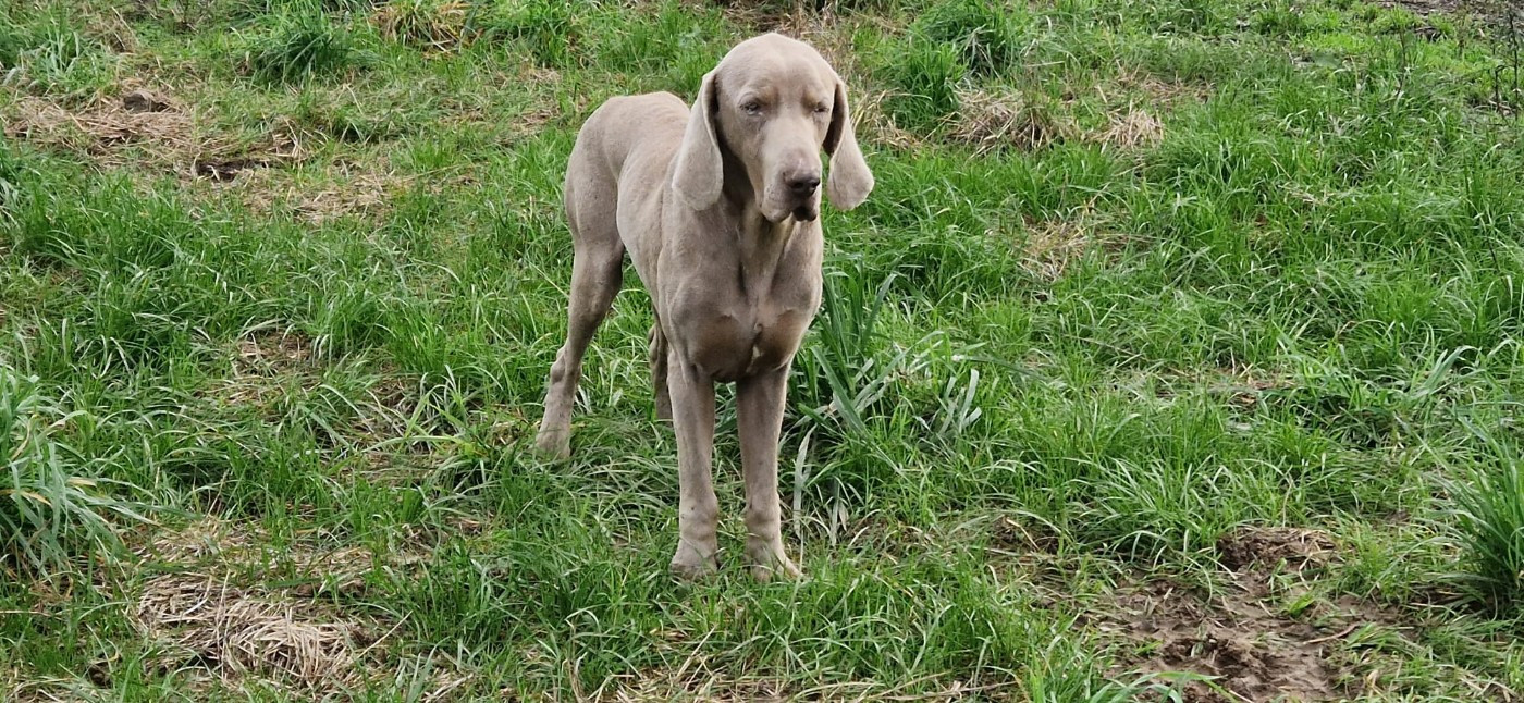 Solesmes De la Croix de Saint Martin