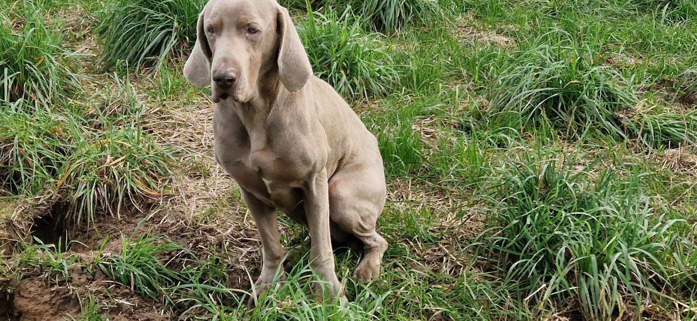 Mojito (Sans Affixe)