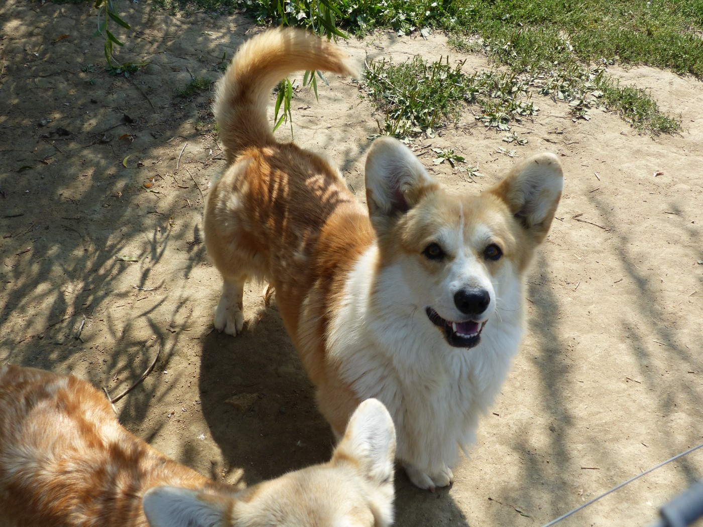 Futura Nostro black magic