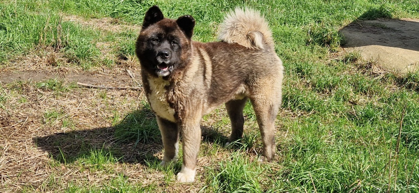 Snow dit sultan (Sans Affixe)