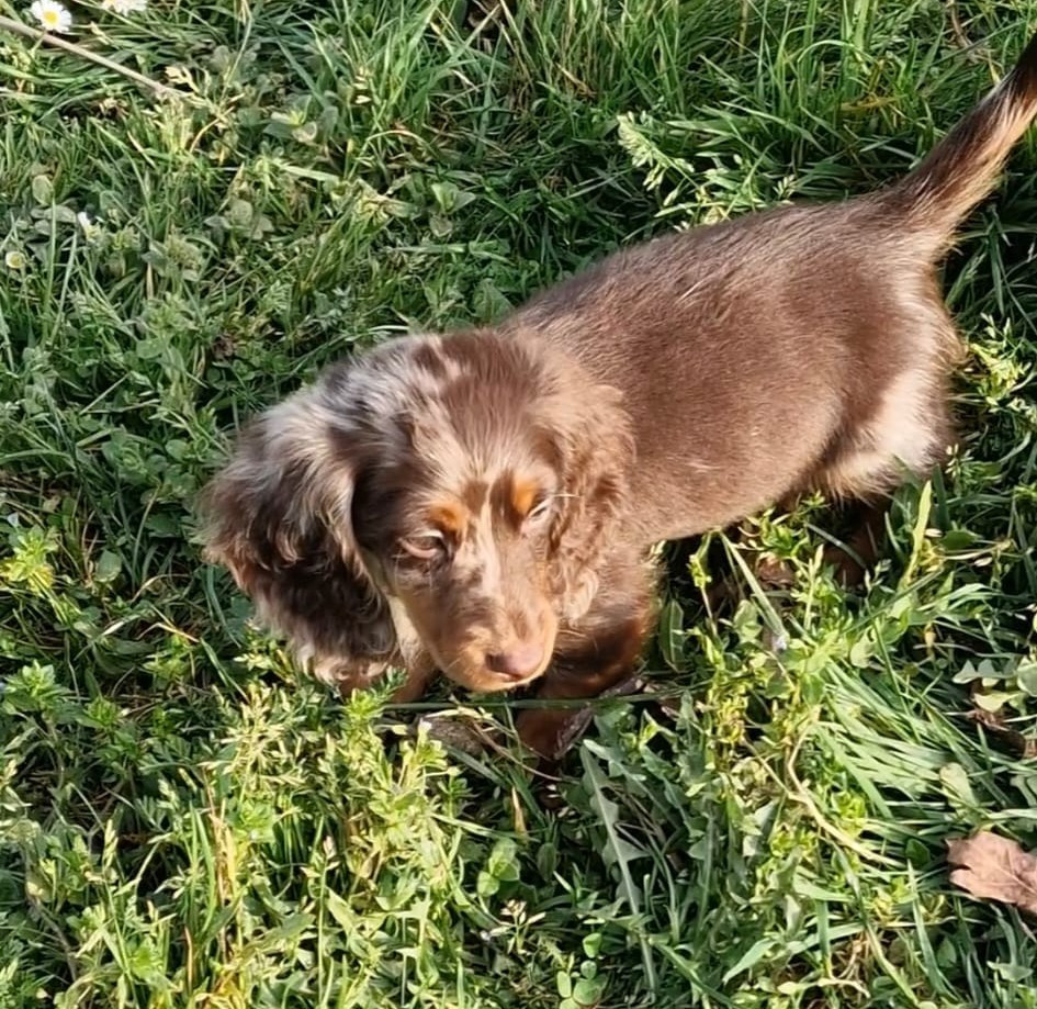 Victor du domaine de luard