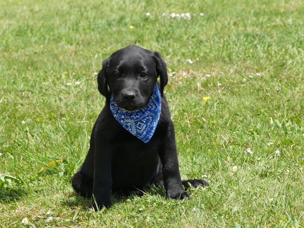 des Terres des Forges - Chiots disponibles - Labrador Retriever