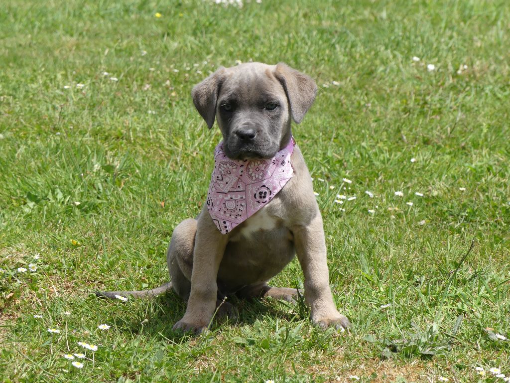 Chiot Cane Corso des Terres des Forges
