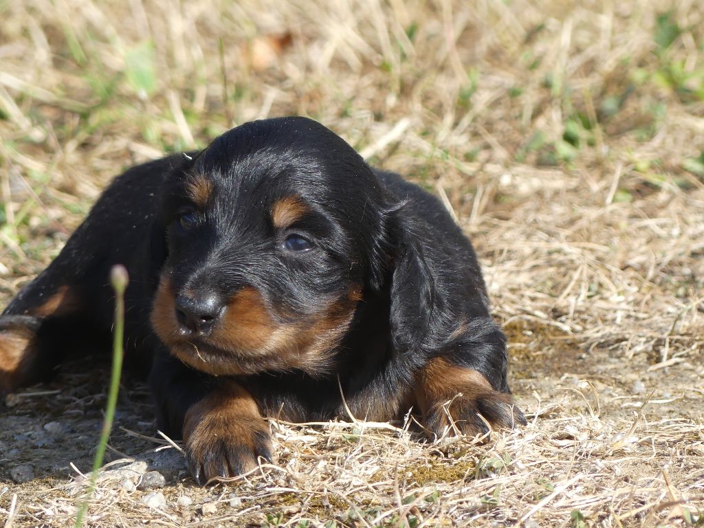des Terres des Forges - Chiots disponibles - Teckel poil long