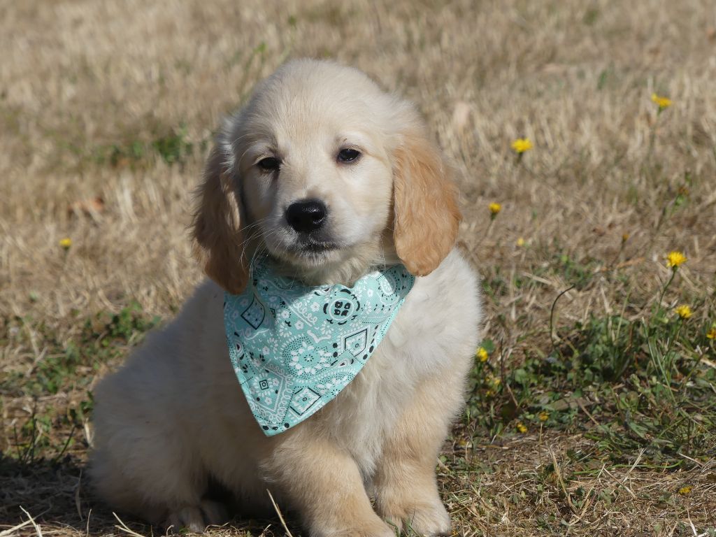 des Terres des Forges - Chiots disponibles - Golden Retriever
