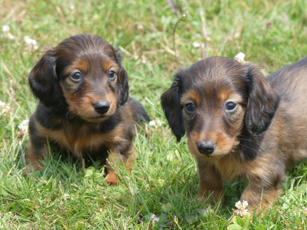 des Terres des Forges - Chiots disponibles - Teckel poil long