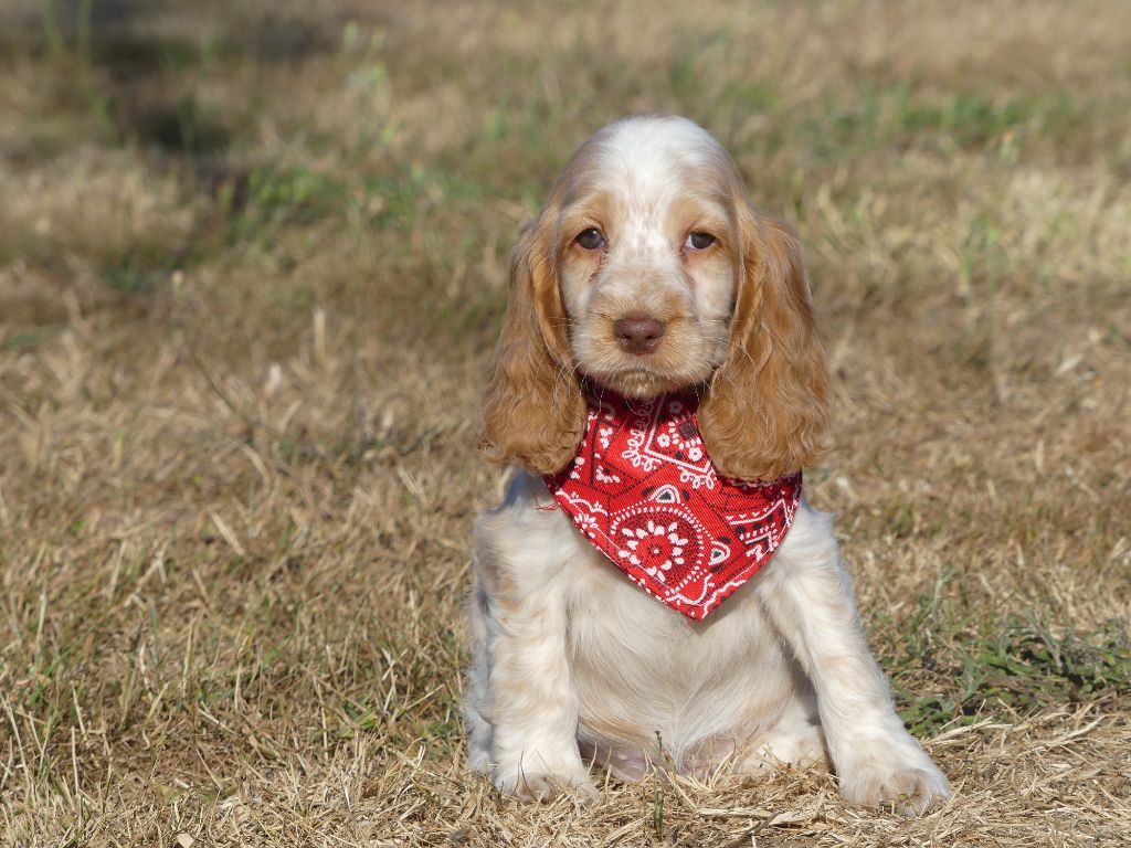 des Terres des Forges - Chiots disponibles - Cocker Spaniel Anglais