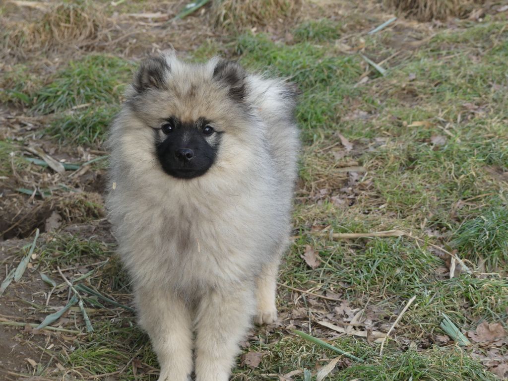 des Terres des Forges - Chiots disponibles - Spitz allemand