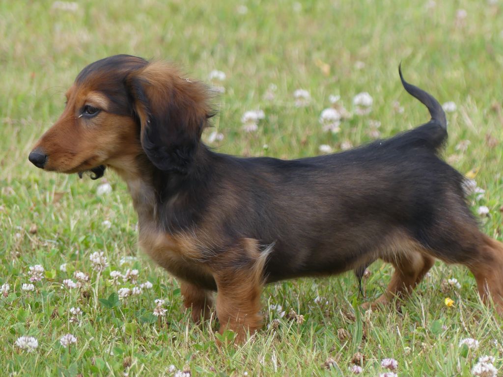 Chiot Teckel poil long des Terres des Forges