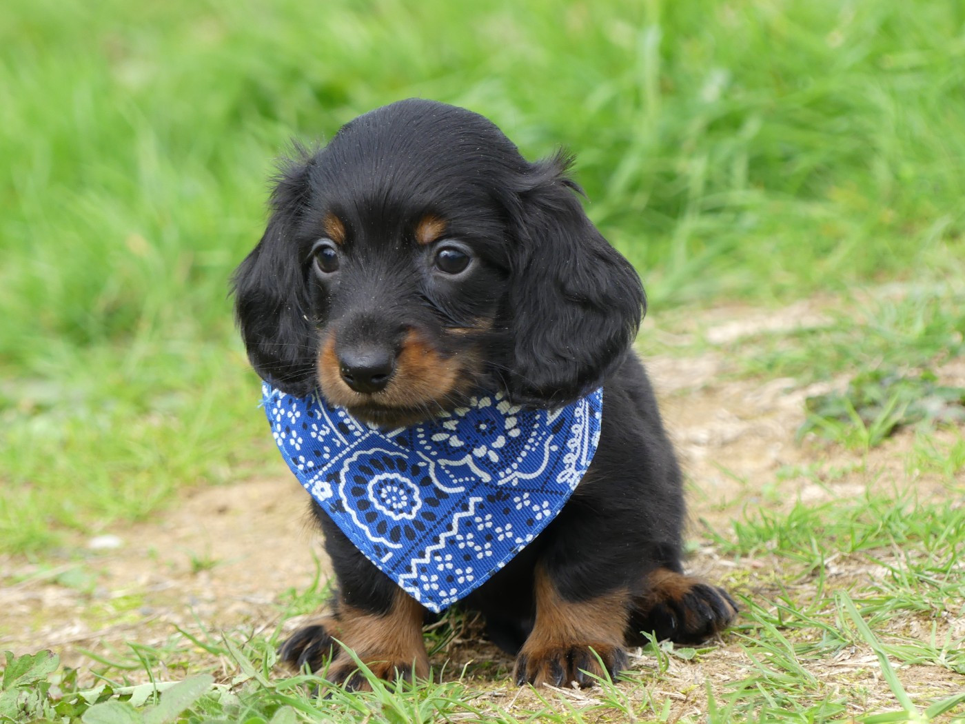 des Terres des Forges - Chiots disponibles - Teckel poil long