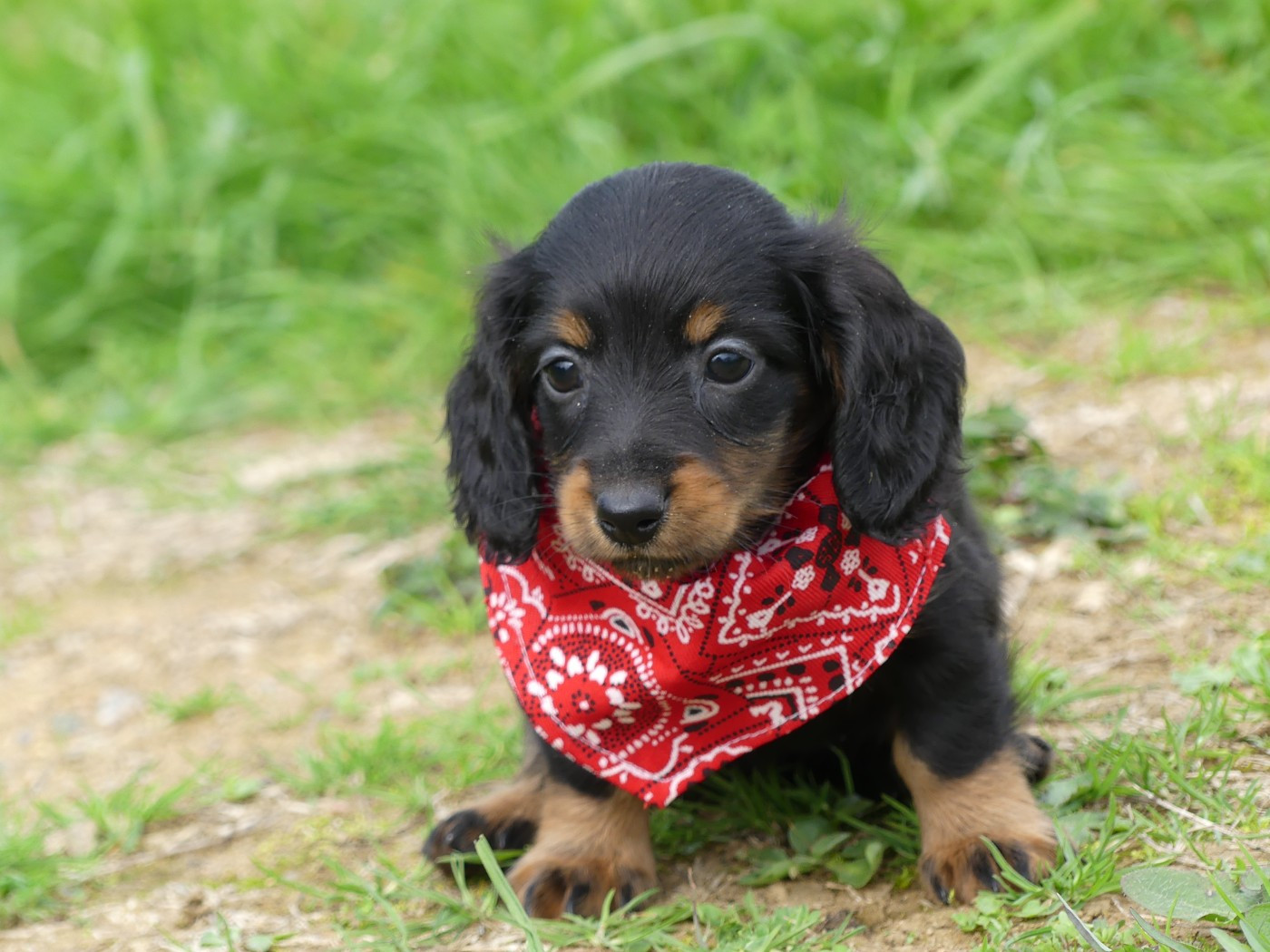 des Terres des Forges - Chiots disponibles - Teckel poil long