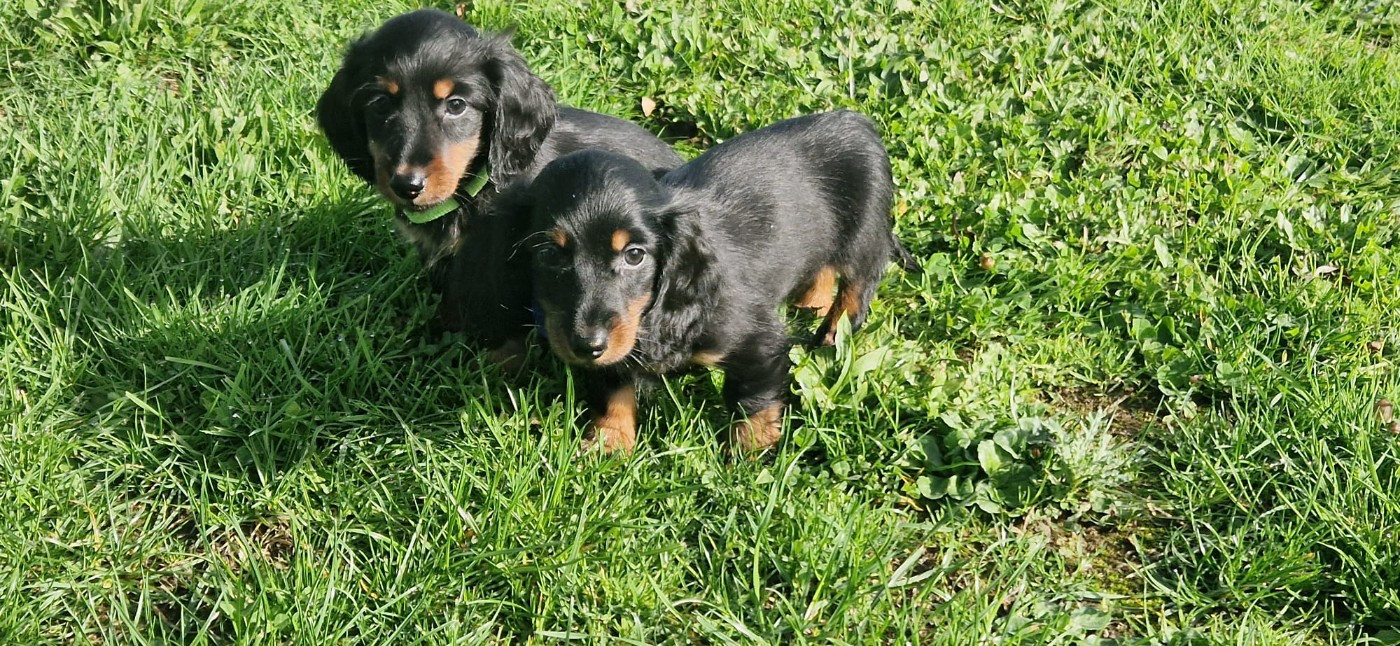 Chiot Teckel poil long des Terres des Forges