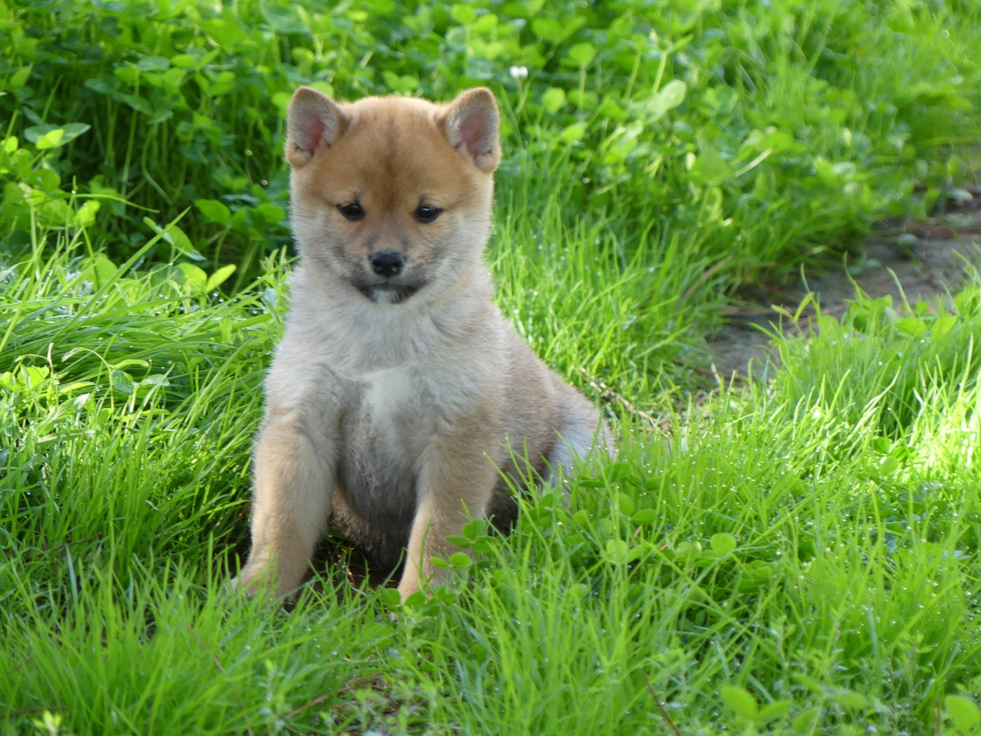 des Terres des Forges - Chiots disponibles - Shiba