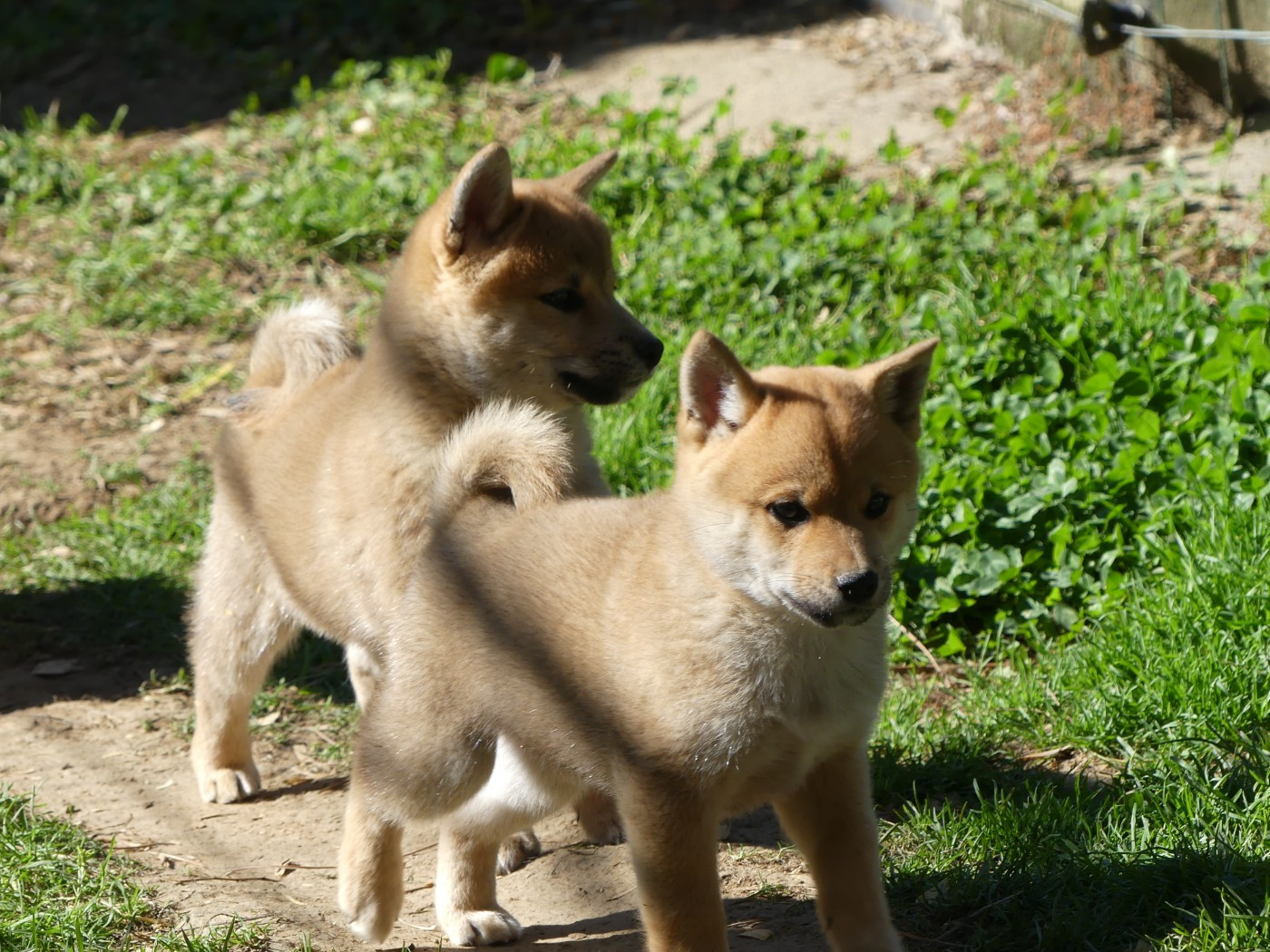 des Terres des Forges - Chiots disponibles - Shiba
