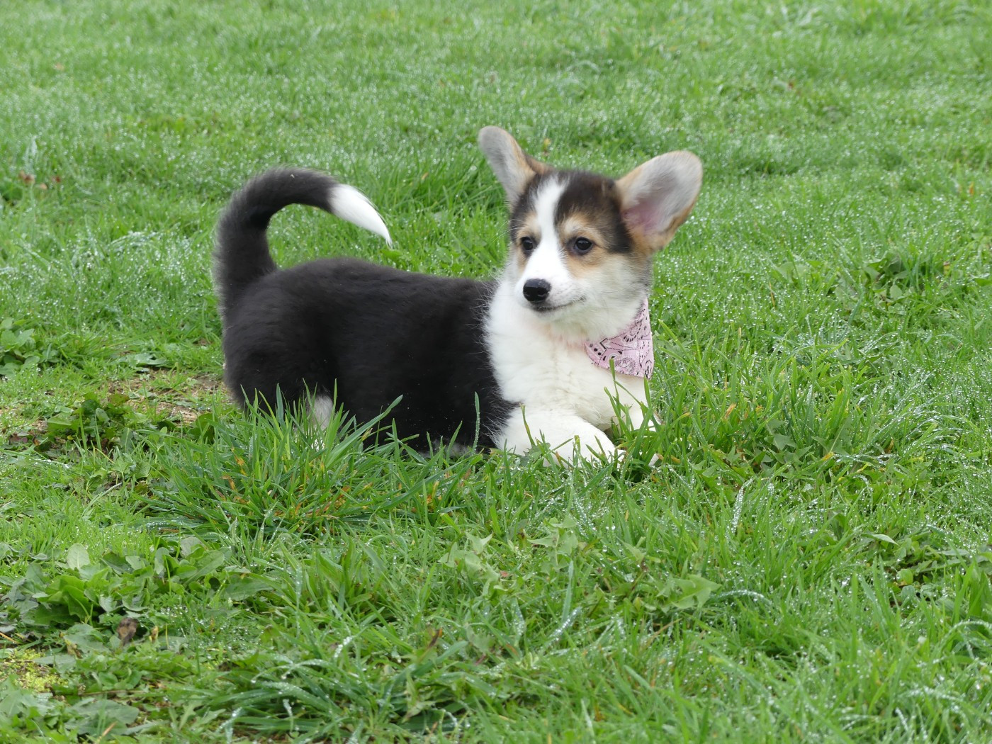 des Terres des Forges - Chiots disponibles - Welsh Corgi Pembroke