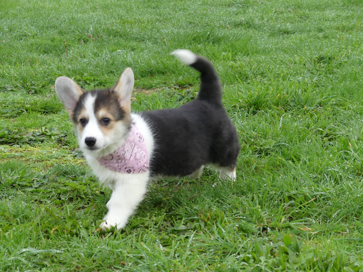 des Terres des Forges - Welsh Corgi Pembroke - Portée née le 12/08/2025